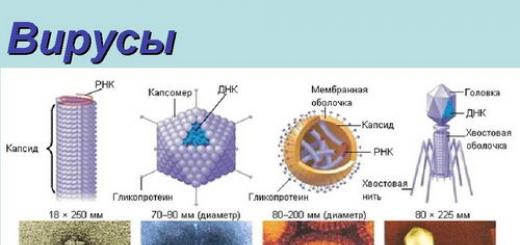 Клетки размножаются делением вирусы нет